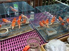 -宝鸡东道花鸟鱼虫市场(吉利花园商场店)