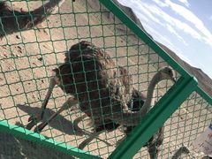 -新疆天山野生动物园