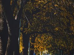 -三里屯东五街银杏大道