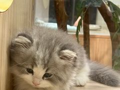 -屋虎猫馆(宝安大仟里店)