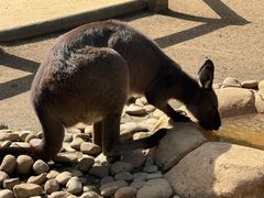 -费瑟代尔野生动物园