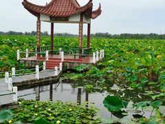 -荷花荡