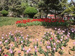 -石家庄市植物园