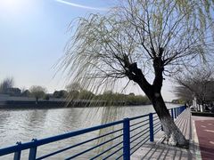 -高东镇樱花园