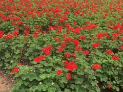 -广东花都香草世界旅游度假区