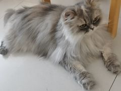 -平行世界·猫咖(首经贸店)