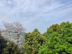 -香雪海