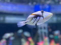 -烟台海昌鲸鲨海洋公园