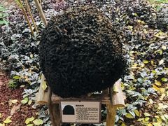 -北京呀路古热带植物园