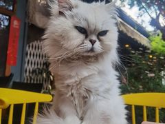 -喵屿·大理花园猫咖