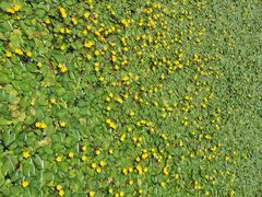 水性杨花-西昌邛海湿地