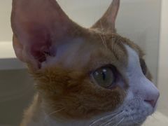 -小猫来了·猫舍(红山六九七九店)