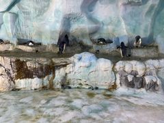 -帝企鹅自助餐厅•儿童岛•真企鹅(长隆企鹅酒店)