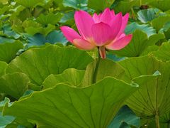 -莲花池公园