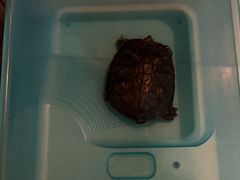 -雨林宠物医院 非犬猫异宠专科