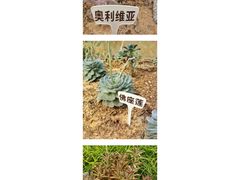 -广东茂名森林公园