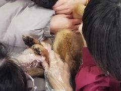 -瑞派福兴宠物医院犬猫全科·骨科·中西医结合(河东店)