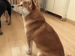 -柴の食堂·日式家庭料理·熊之肆(大学路店)