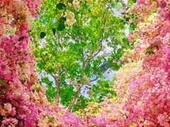 -深圳国际园林花卉博览园