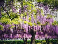 -嘉定紫藤园