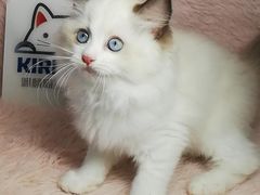 -十年猫舍·猫咪专门店(普陀店)