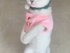 -欣宠猫屋·矮脚拿破仑·蓝金金渐层