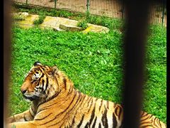-贵州森林野生动物园