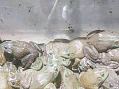 -老船夫石锅苗苗鱼·老字号(三道堰总店)