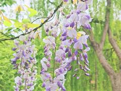 -顾村公园