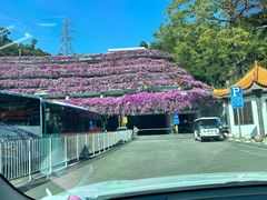 -深圳仙湖植物园