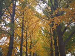 -三里屯东五街银杏大道