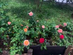 -花果山庄•现烤荔枝柴烧鹅