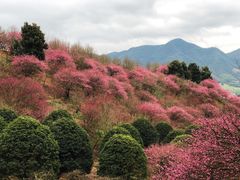 -新建村梅花