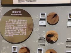 -辽宁古生物博物馆