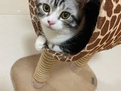 -lincat·猫舍(广州店)