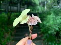 -杭州半山国家森林公园