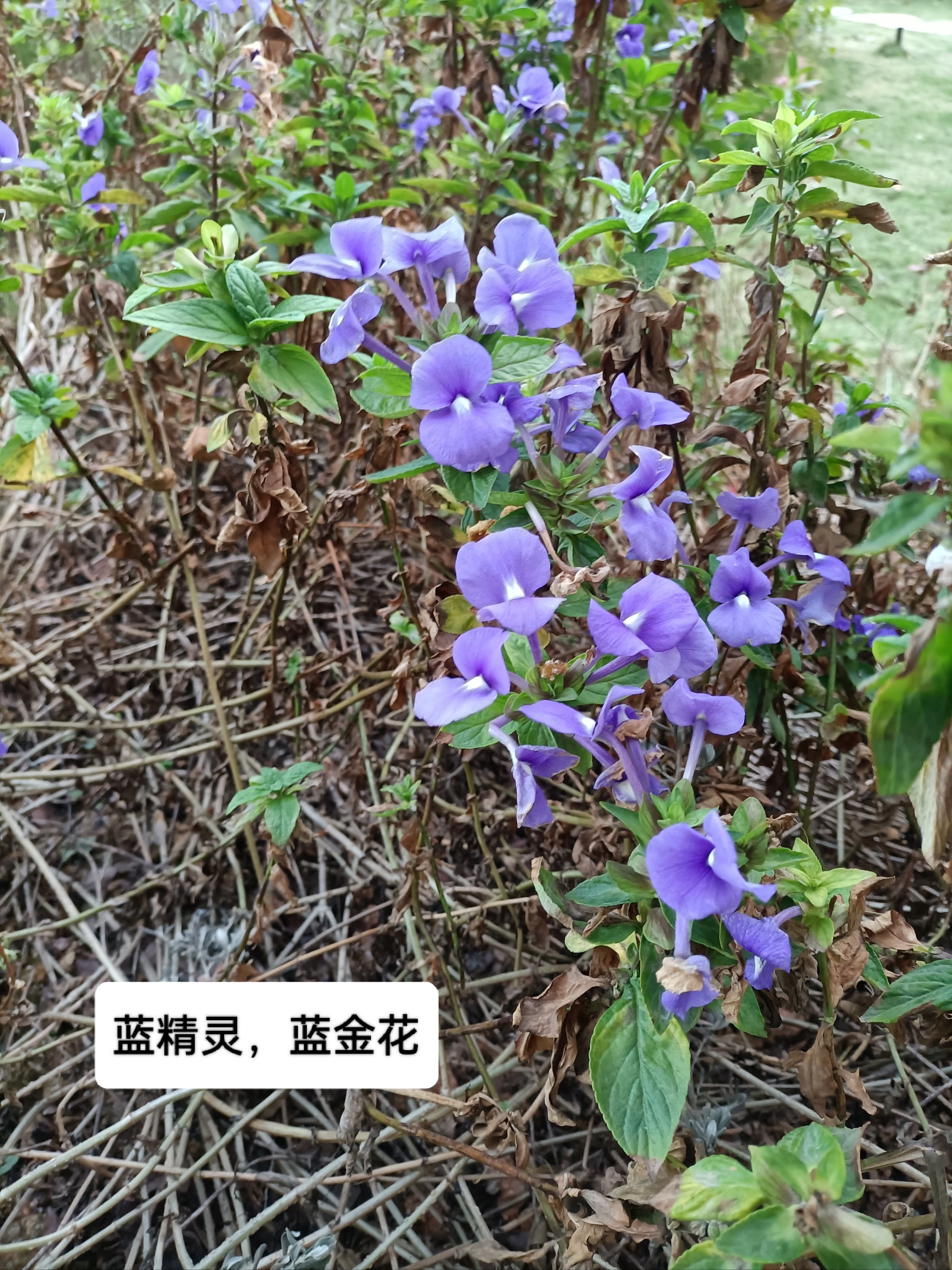 蓝金花,花中蓝精灵