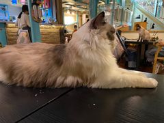 -猫小院猫主题咖啡厅(北锣店)