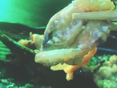 -黄师傅湿辣牛肉(胡桃里店)