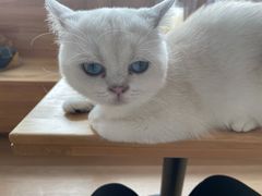 -猫腻·猫咖·撸猫馆(星光大道店)