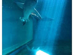 -北戴河圣蓝海洋公园