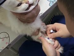 -伟伟宠物医院·瑞派猫友好医院·猫科(光谷店)