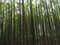 -山王坪喀斯特国家生态公园