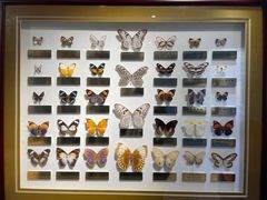 -上海昆虫博物馆