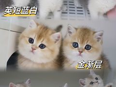 -lincat·猫舍(广州店)