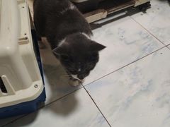 -久久宠物(河东万达店)