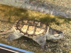 -萌宠奇缘(荣鼎店)