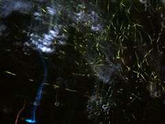 -青山公园萤火虫科普展