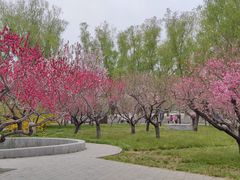 -莲花池公园