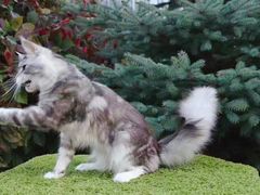 -70cat德文卷毛猫·缅因猫纯种猫舍